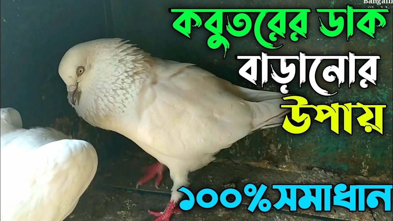 ১মিনিটে কবুতর না ডাকার সমাধান🔥| কবুতর ডাকাডাকি না করার কারণ ও সমাধান | কি করলে কবুতর ডাকাডাকি করবে
