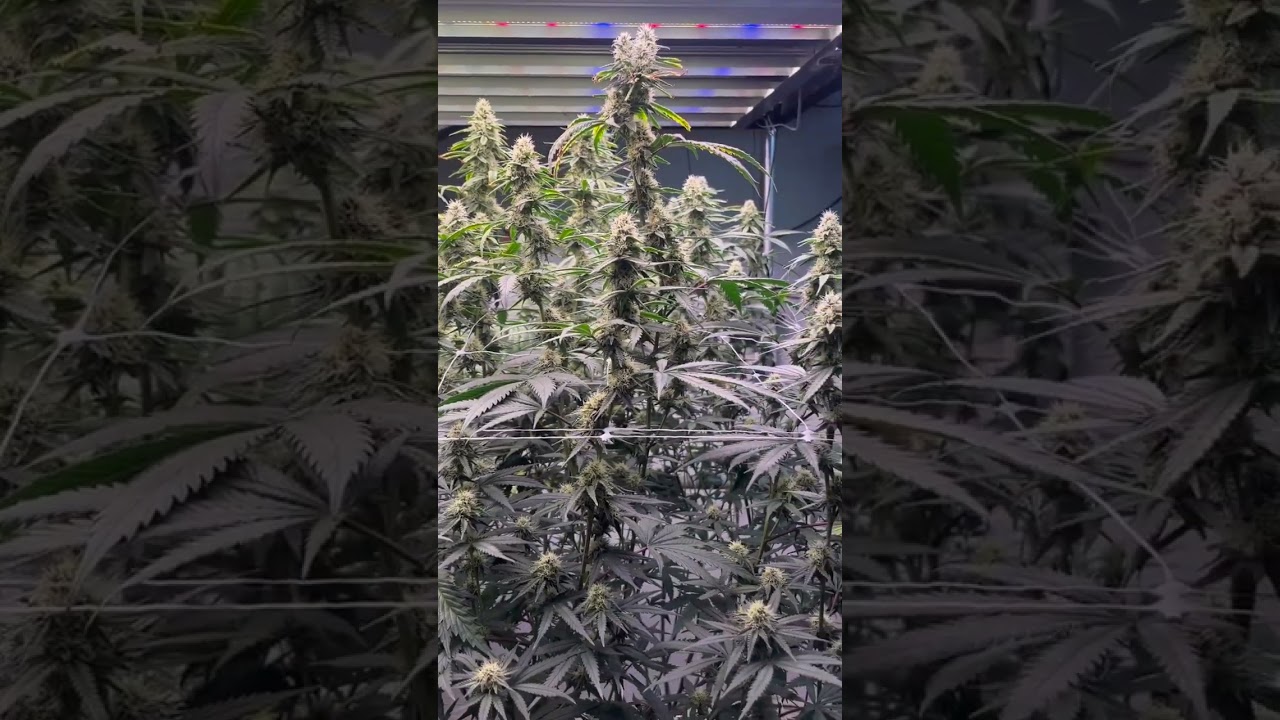 Slim 750S Nextgen LED grow Tent - motivation