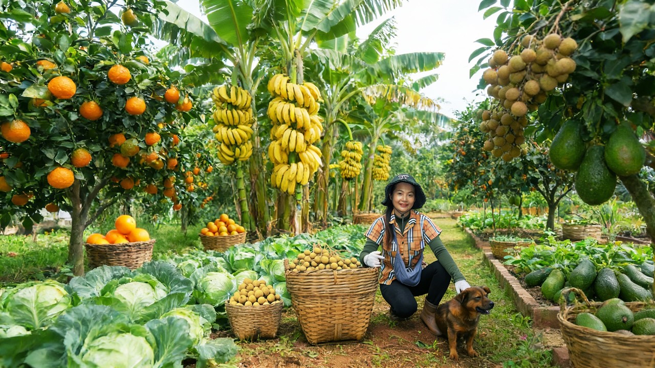 Harvest Wild Vegetables, Banana To Sell At The Market – Farm Life: Cook, Garden, Raise Livestock