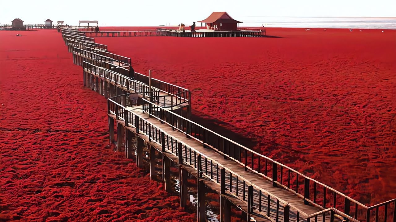 Red Beach National Scenic Corridor--- Panjin China