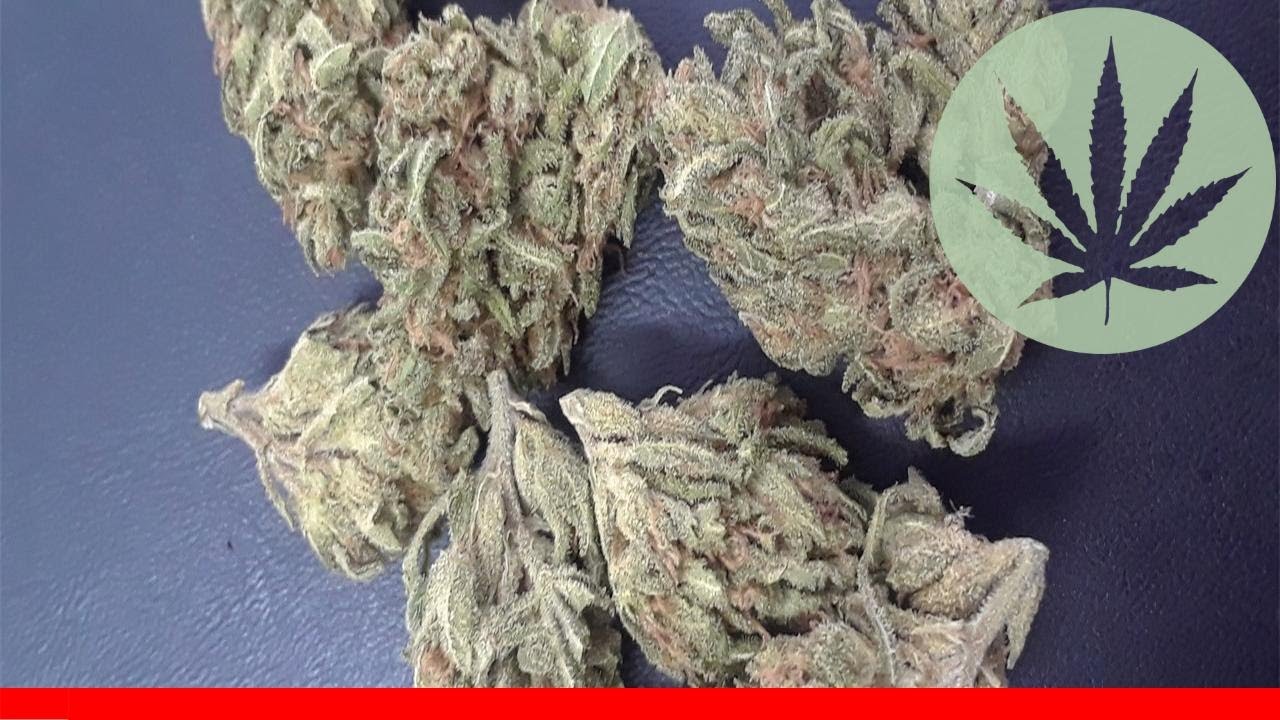 Mickey Kush - All About This Strain