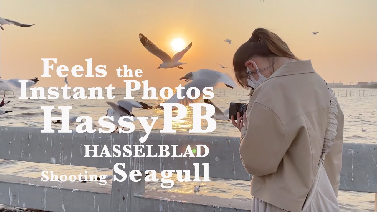 En : 500cm, 80mm F2.8 CF, Instant back for Hasselblad, shooting seagull at Bangpoo Recreation spot