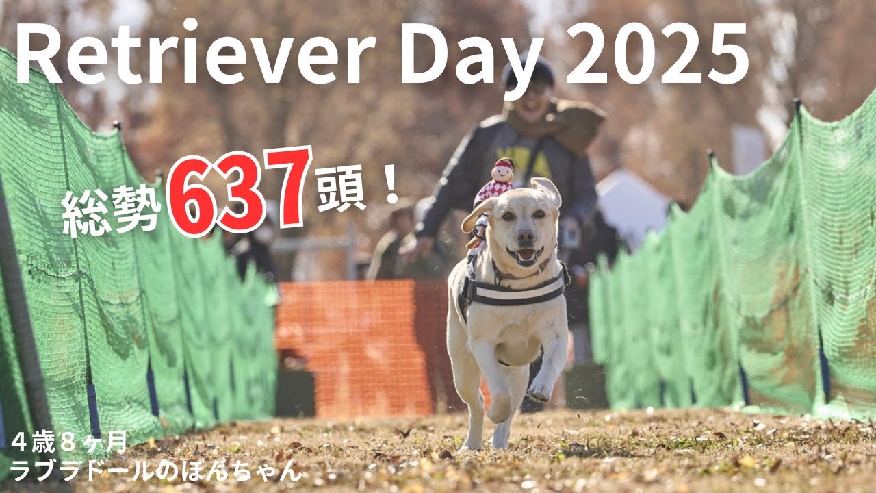 【ラブラドール#178】総勢637頭！レトリーバーデイは今回も楽園だった★labrador retriever   ラブラドールレトリバー　retrieverday ゴールデンレトリバー　大型犬