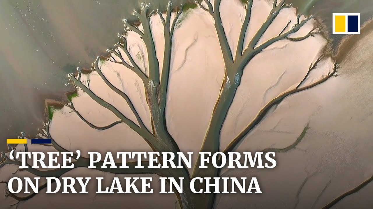 Tree-like pattern appears on dried-up lake bed in China where record heat and drought continue