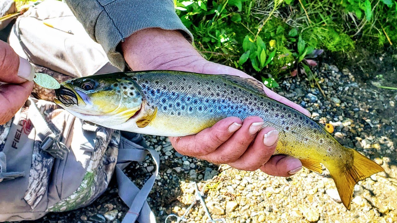 COLORADO TROUT FISHING PART 2