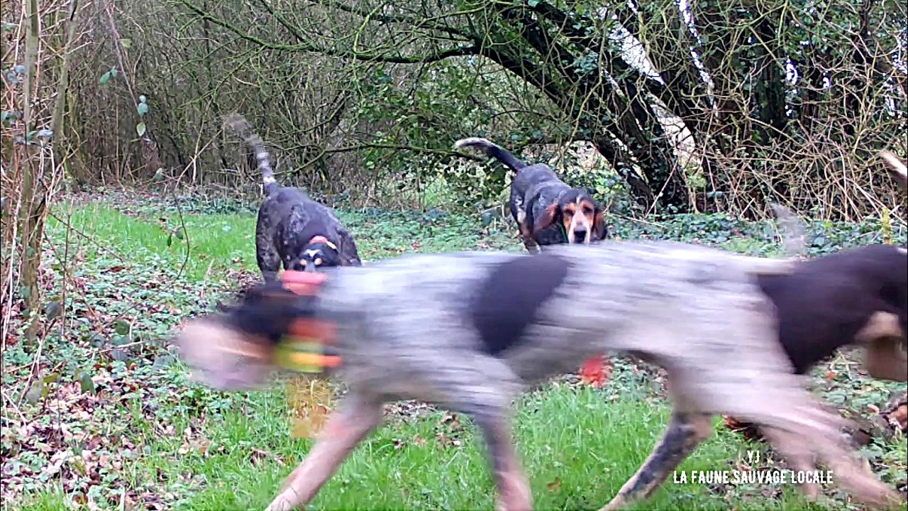 Du chevreuil, du chien et du sanglier