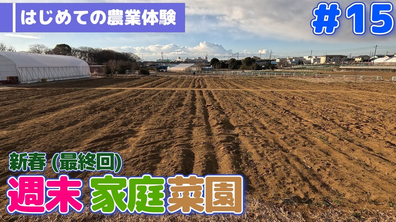 【初めての農業体験】#15 新春 (最終回) -最後の収穫&撤収作業-