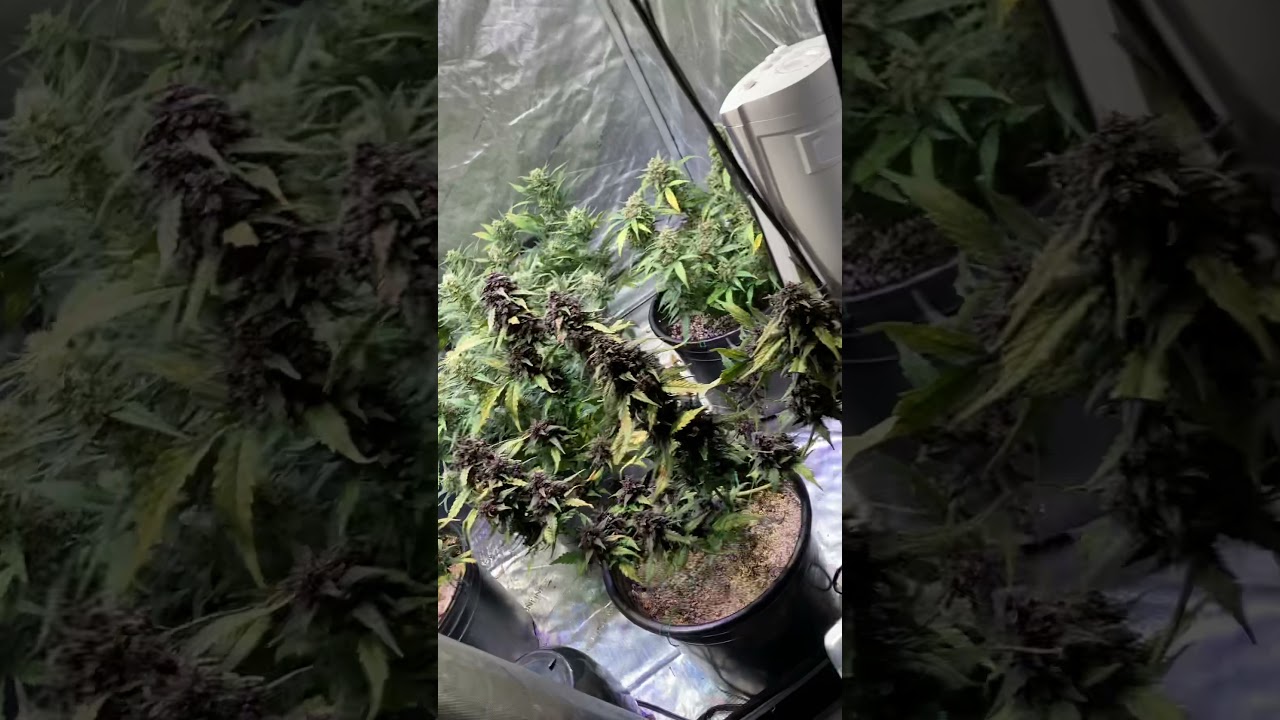 Blackberry auto week 10