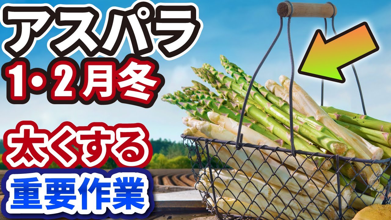 【アスパラガス】大きな太いアスパラにする、大切な冬の重要作業！