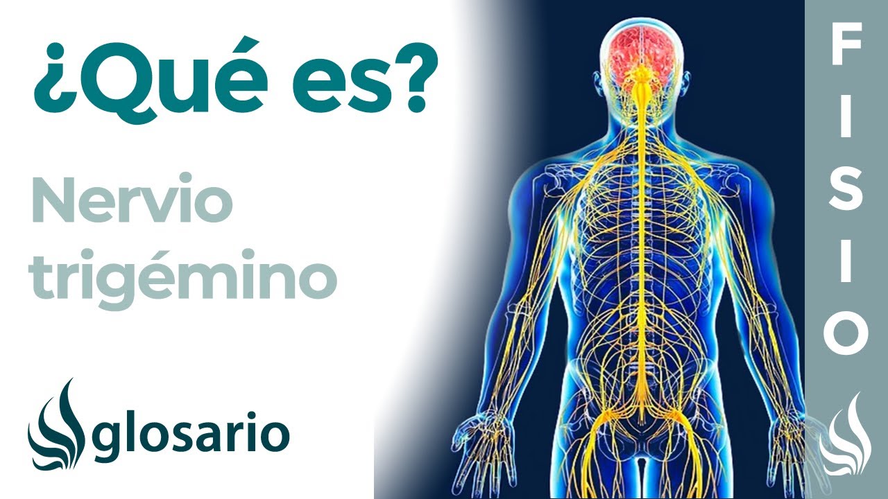 NERVIO TRIGÉMINO | Qué es, dónde se origina, recorrido, ramificaciones, qué zonas inerva y lesiones