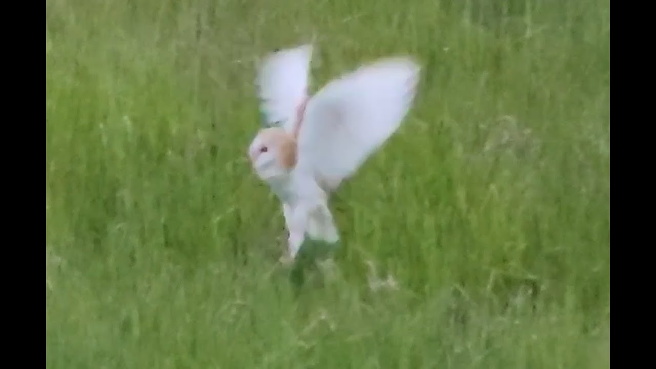 Garden Wildlife June 2025