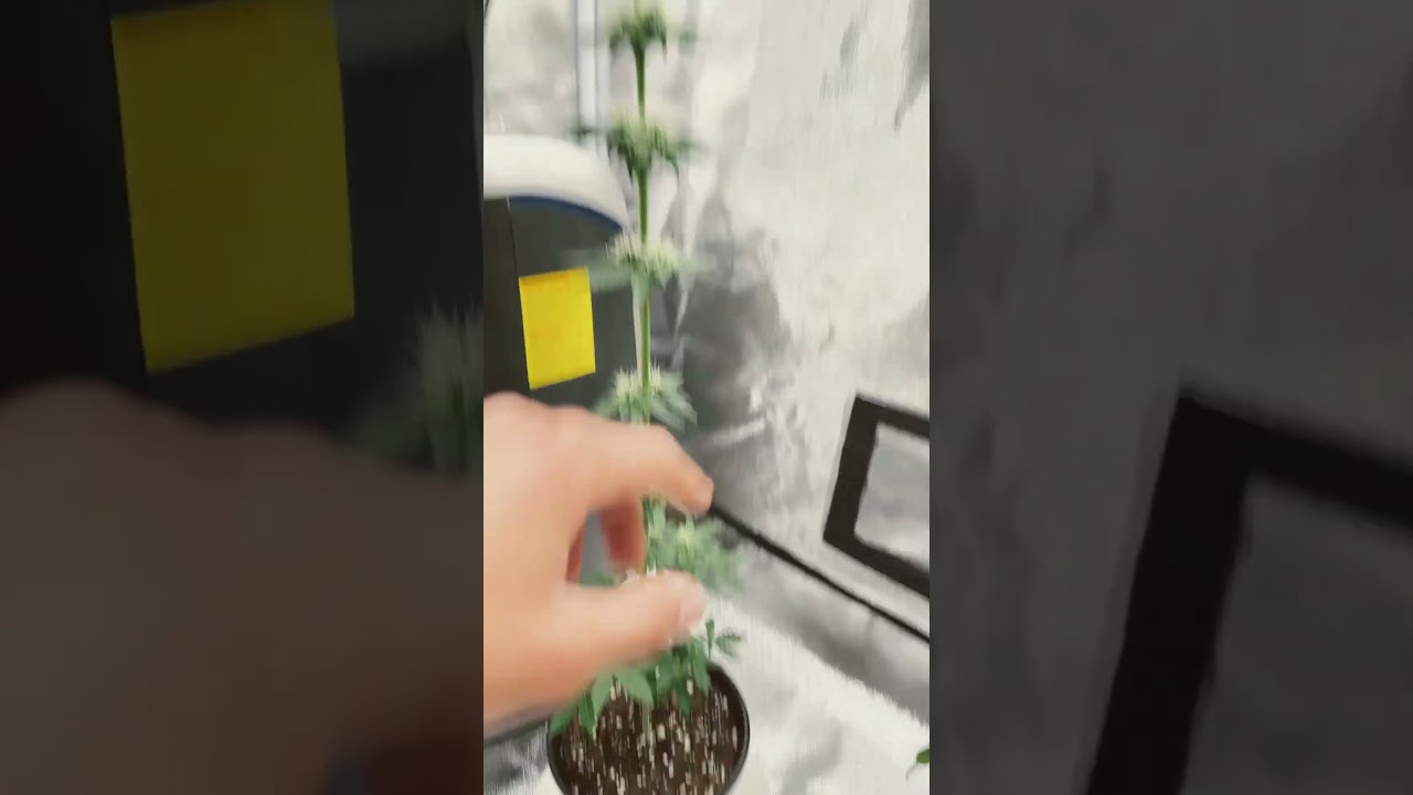 5 days into the micro plants fan leaf removal.