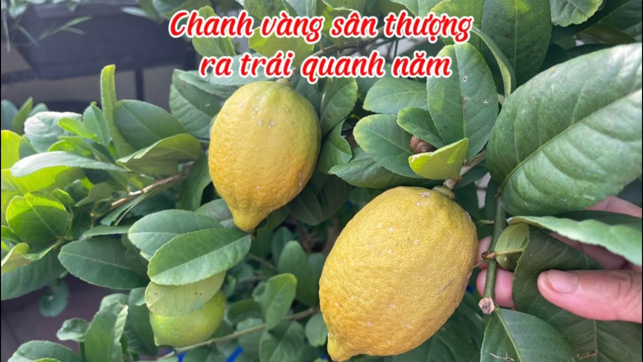 186 # chanh vàng sân thượng dễ trái