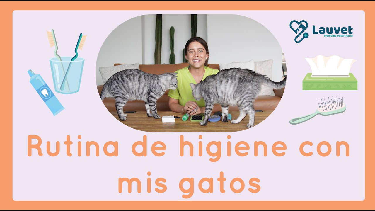 ASÍ CEPILLO LOS DIENTES Y CORTO LAS UÑAS DE MIS GATOS | Rutina de higiene completa - Lauvet