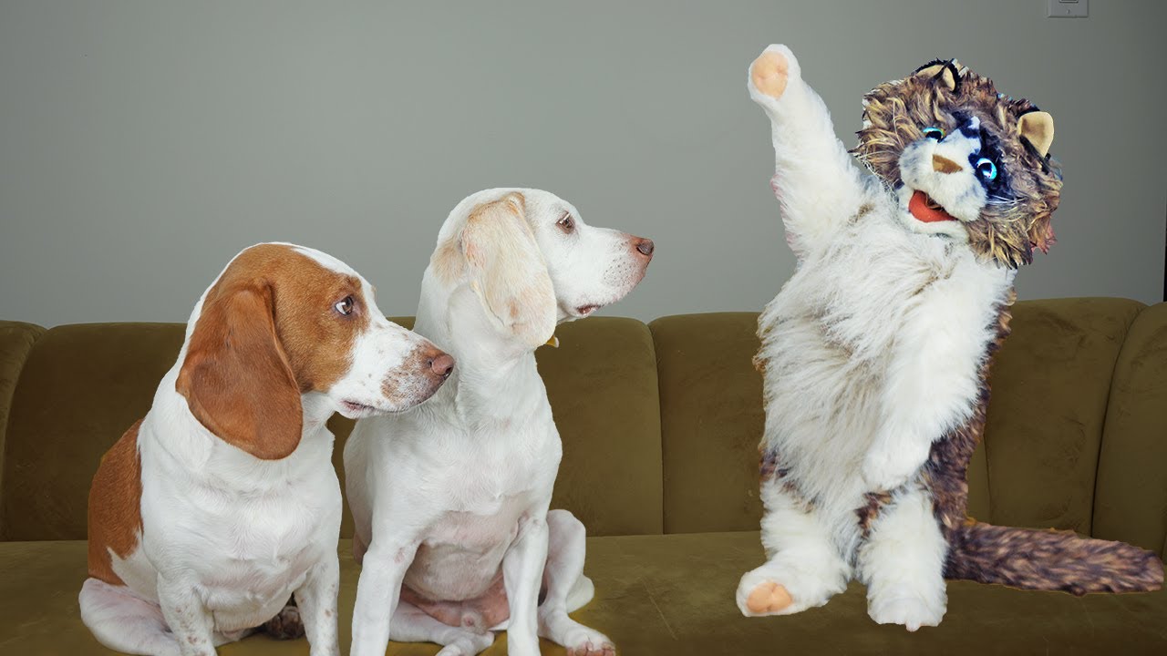 Zombie Cat Has 9 Lives: Funny Dogs Maymo & Potpie vs Zombie Cat Prank