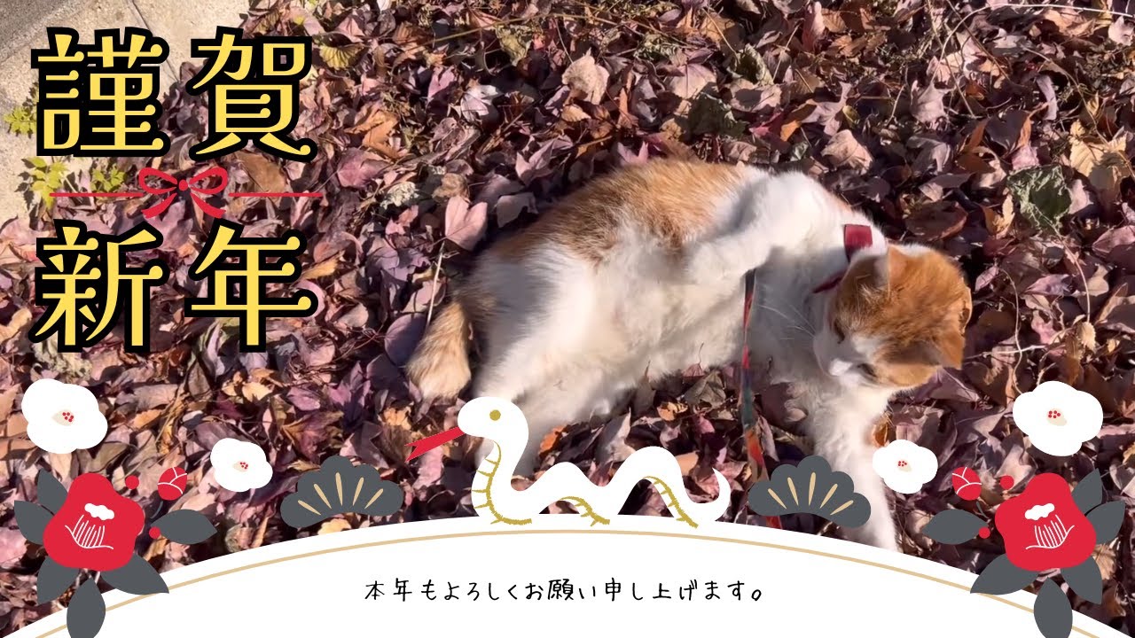 【謹賀新年】あけましておめでとうございます。落ち葉ではしゃぐ、そば屋の看板猫ペタ君をお届けします。　#ネコ  #ねこ  #リアル招き猫　#そば処大むら　#猫#cat