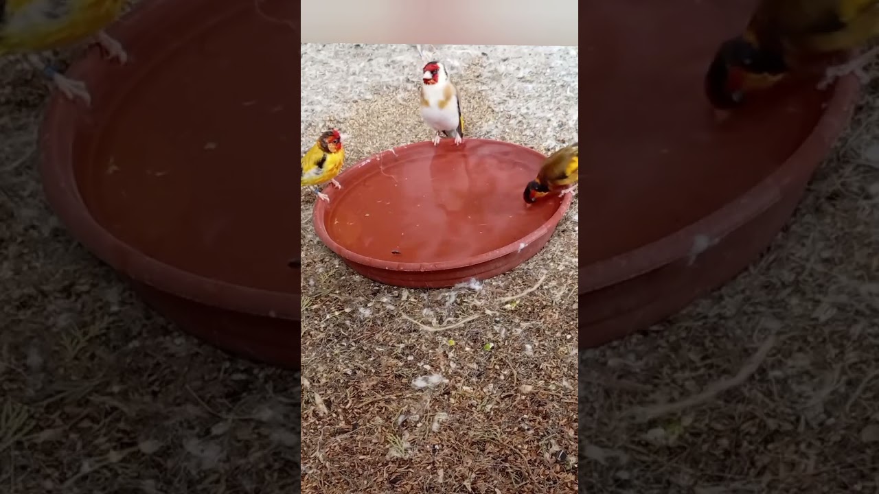 Jilguero parva mutado bañándose #birds #jilguero #aviariojoustia