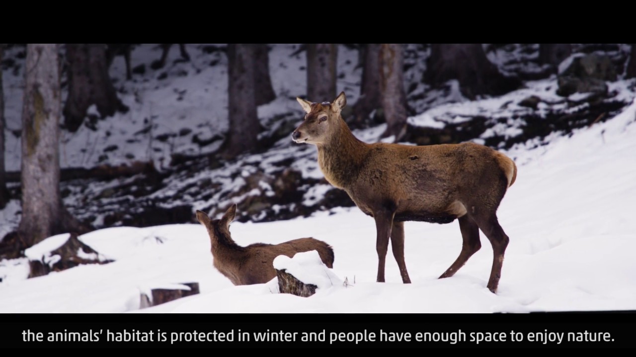 Feeding the wildlife with professional hunter Andi Fritz in Kleinwalsertal &ndash; Vorarlberg Magazine