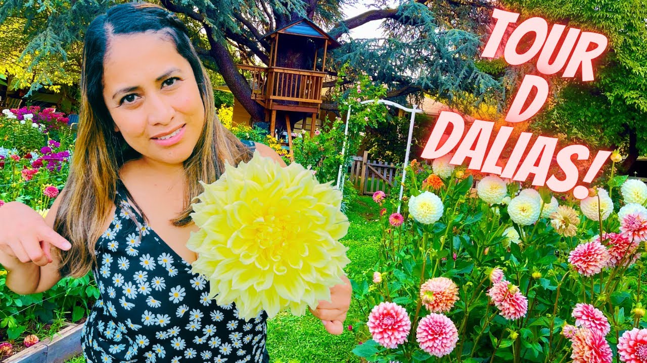 Gran Tour de dalias/ una gran variedad de bellas flores y variedades #jardineria #dalias