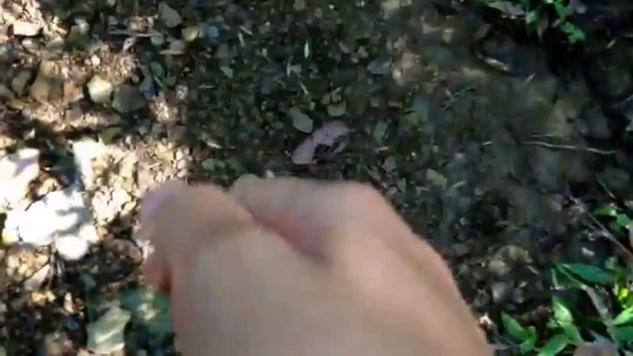 Killer bird point!