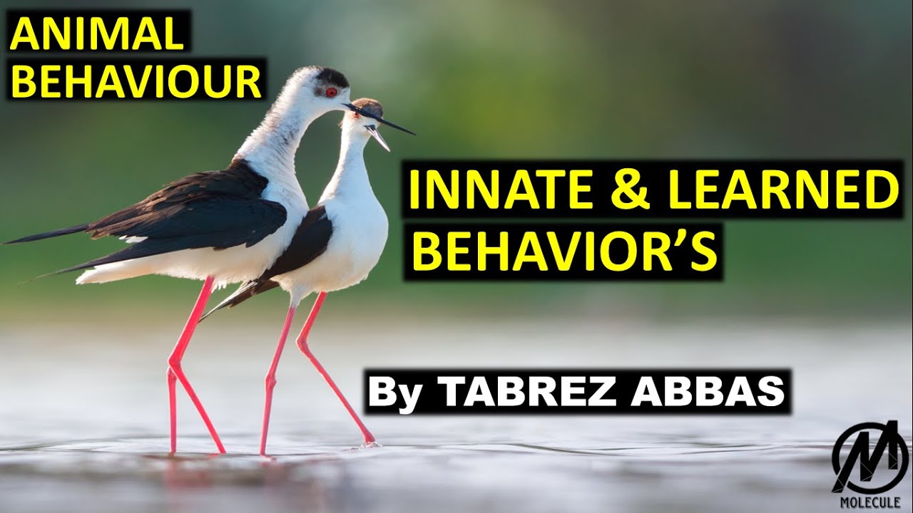 Animal Behaviour - Innate & Learned Behaviour of Animals || NEET, AIIMS, B.Sc, M.Sc