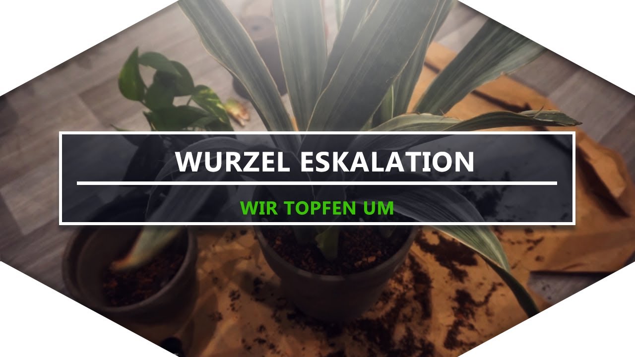 Solche WURZELN habe ich noch NIE gesehen | Philodendron, Sansevieria und Efeutute eintopfen