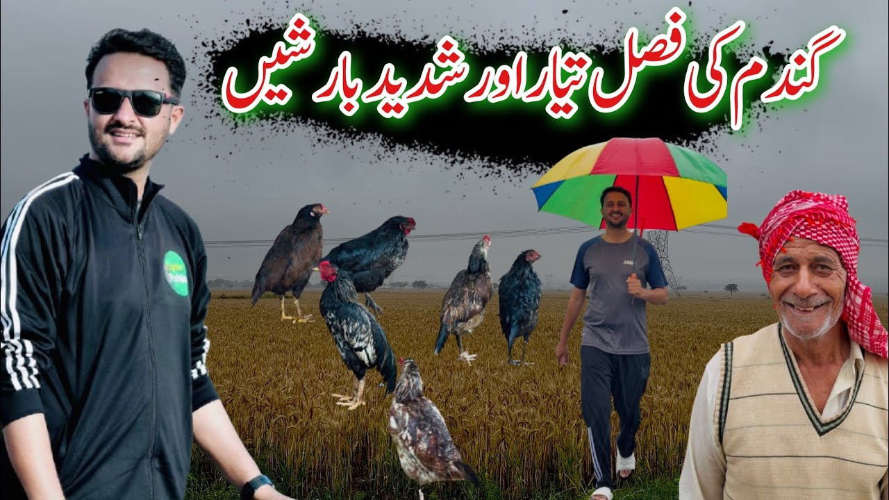 Wheat Crop Ready and Heavy rains in Pothohar | Explore Potohar