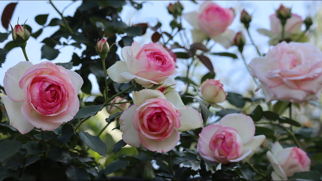 Recorrido por el Jardín primavera 2023 - Garden tour - Jardin de Rosas