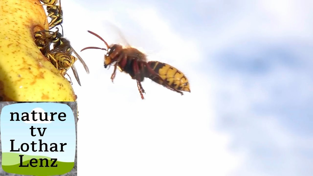 Hornets and wasps. War in my garden. Hornissen und Wespen- Krieg im Garten
