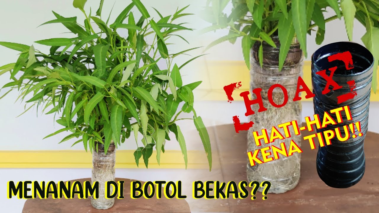 AWAS RUGI!! JANGAN MENANAM DI BOTOL BEKAS SEBELUM PAHAM INI |Hidroponik Botol Mineral
