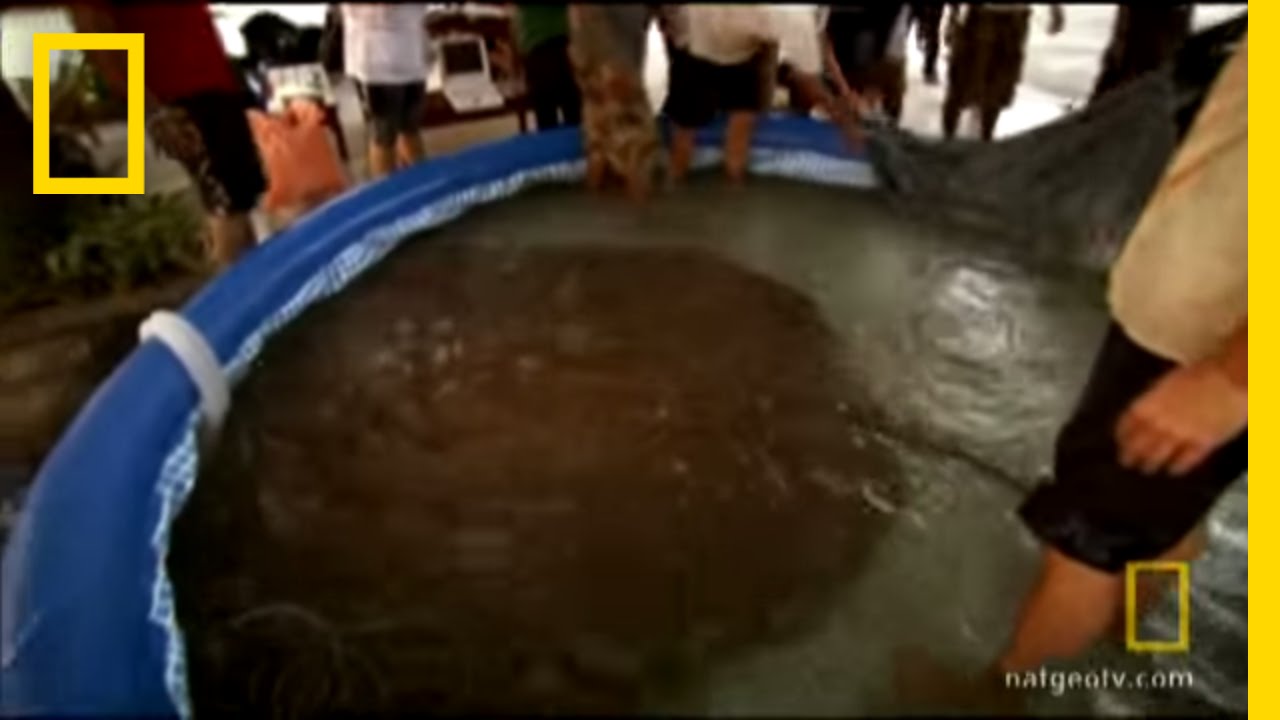 World's Largest Stingray? | National Geographic