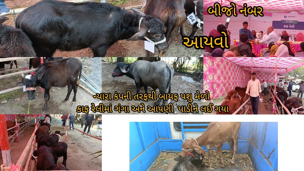આપણી ગંગા અને નવ ચાંદરી પાડી ને કાફ મેળામાં લઈ ગયા