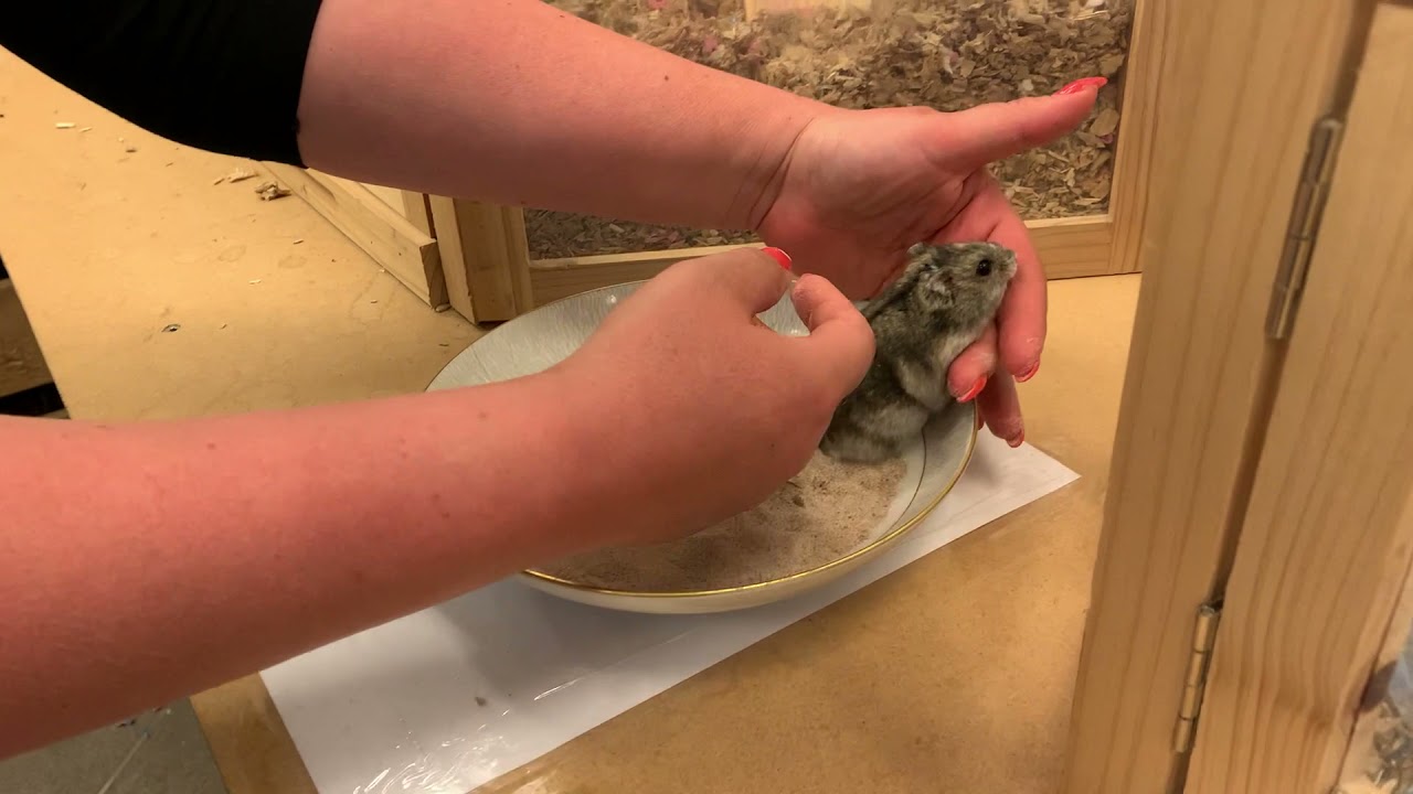 Badesand til din gnaver