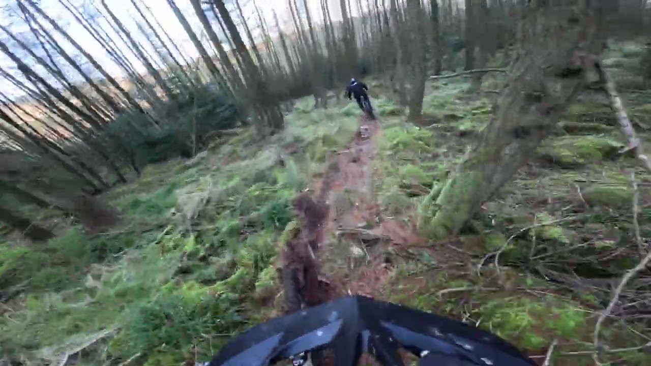 Lindsays track Tollymore forest