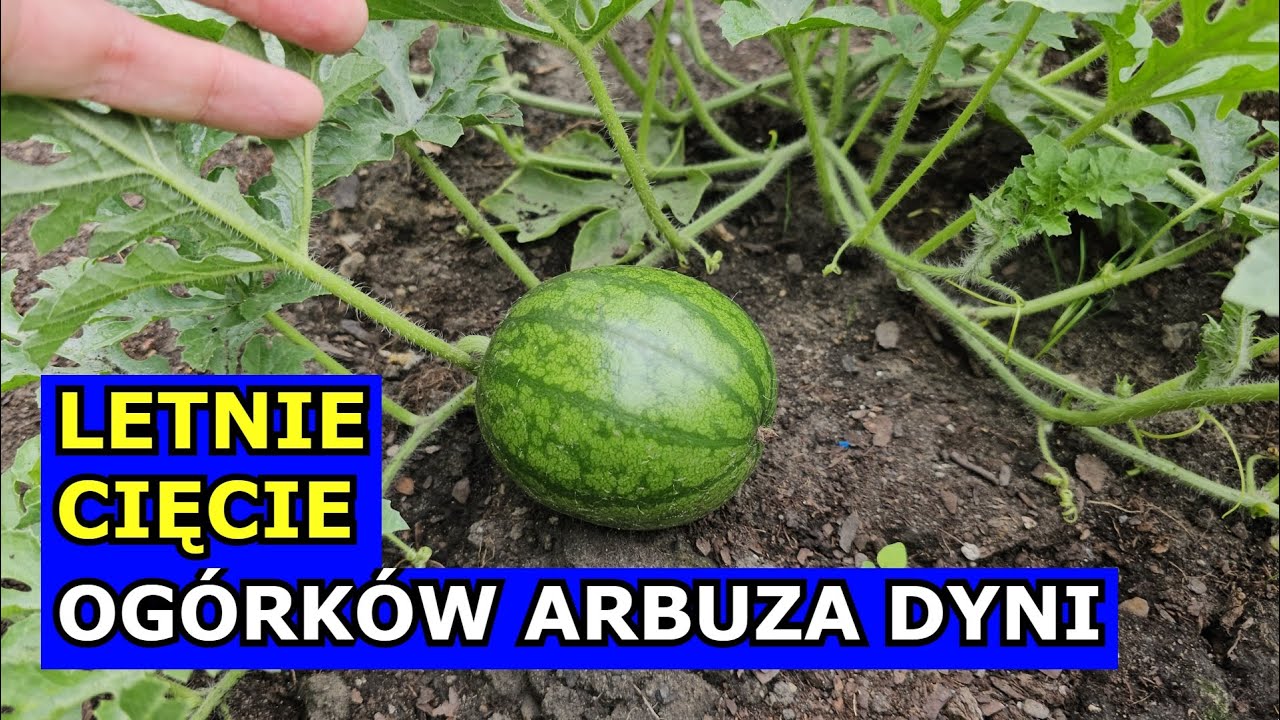 Letnie Cięcie Ogórków, Arbuza, Dyni, Melona. Usuwanie Pędów Bocznych, Owoców i Liści. Uprawa 2024.