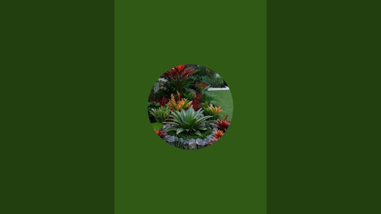 Tetez  is live