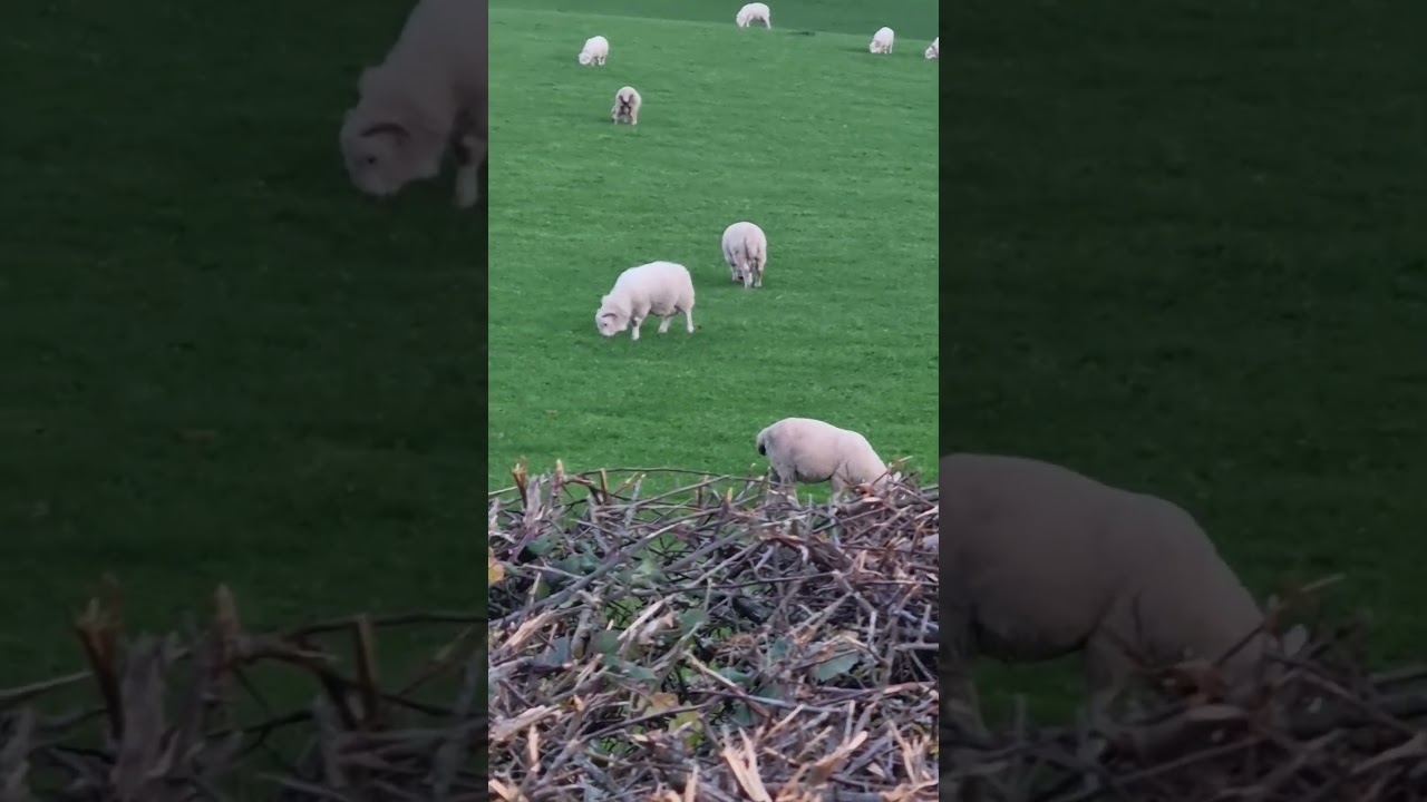 Nice Friendly Sheep Eating Grass In A Field In Great Britain.