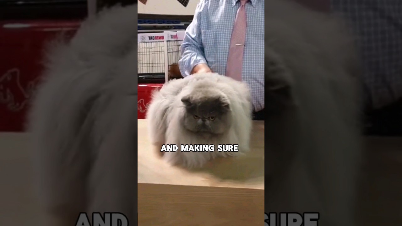 The fluffiest cat in the world 😲❤️ #shorts