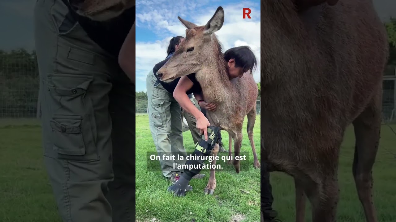 Le v&eacute;t&eacute;rinaire Norin Chai &eacute;voque la premi&egrave;re proth&egrave;se install&eacute;e sur un cerf dans le Loiret
