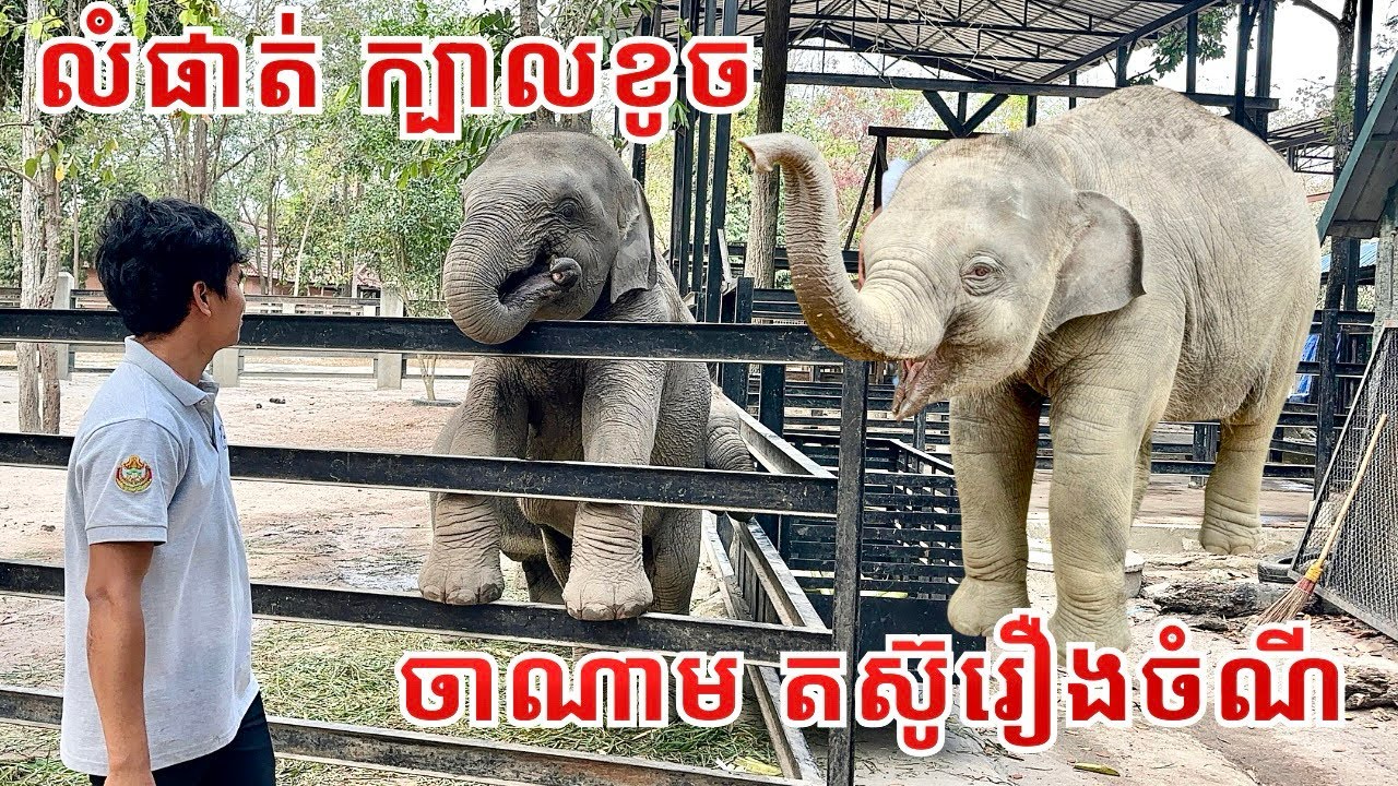 Playful Baby Elephant Lumphat Gets Mischievous | Channam Fights Hard for Her Food!