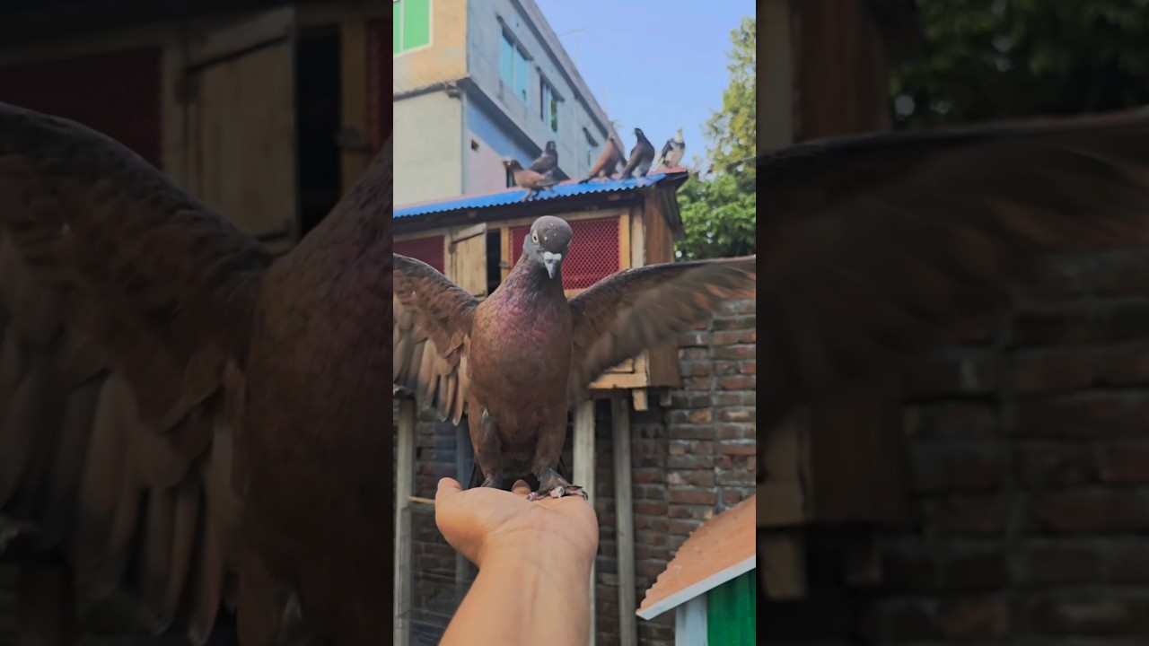 Pigeon training #pigeon #голубь #kalapati #حمامة #pomba #training #pigeonlover #pet