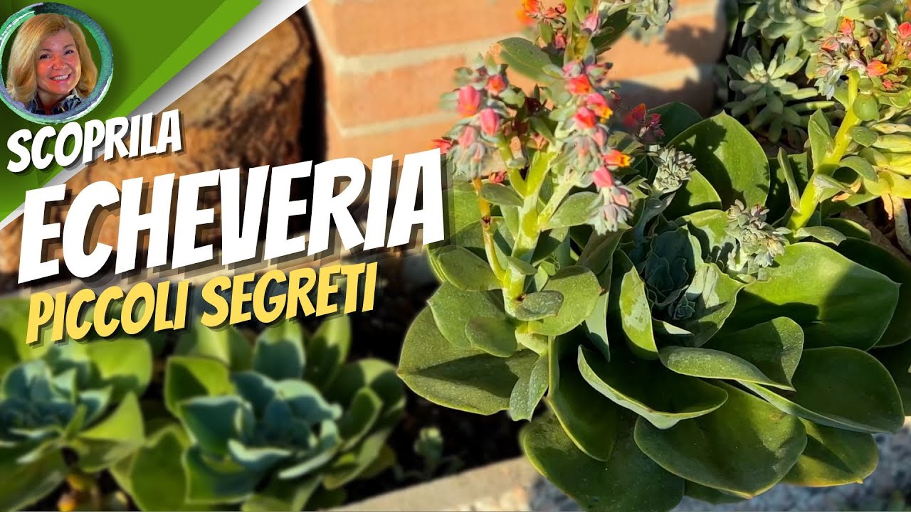ECHEVERIA guida ai piccoli SEGRETI