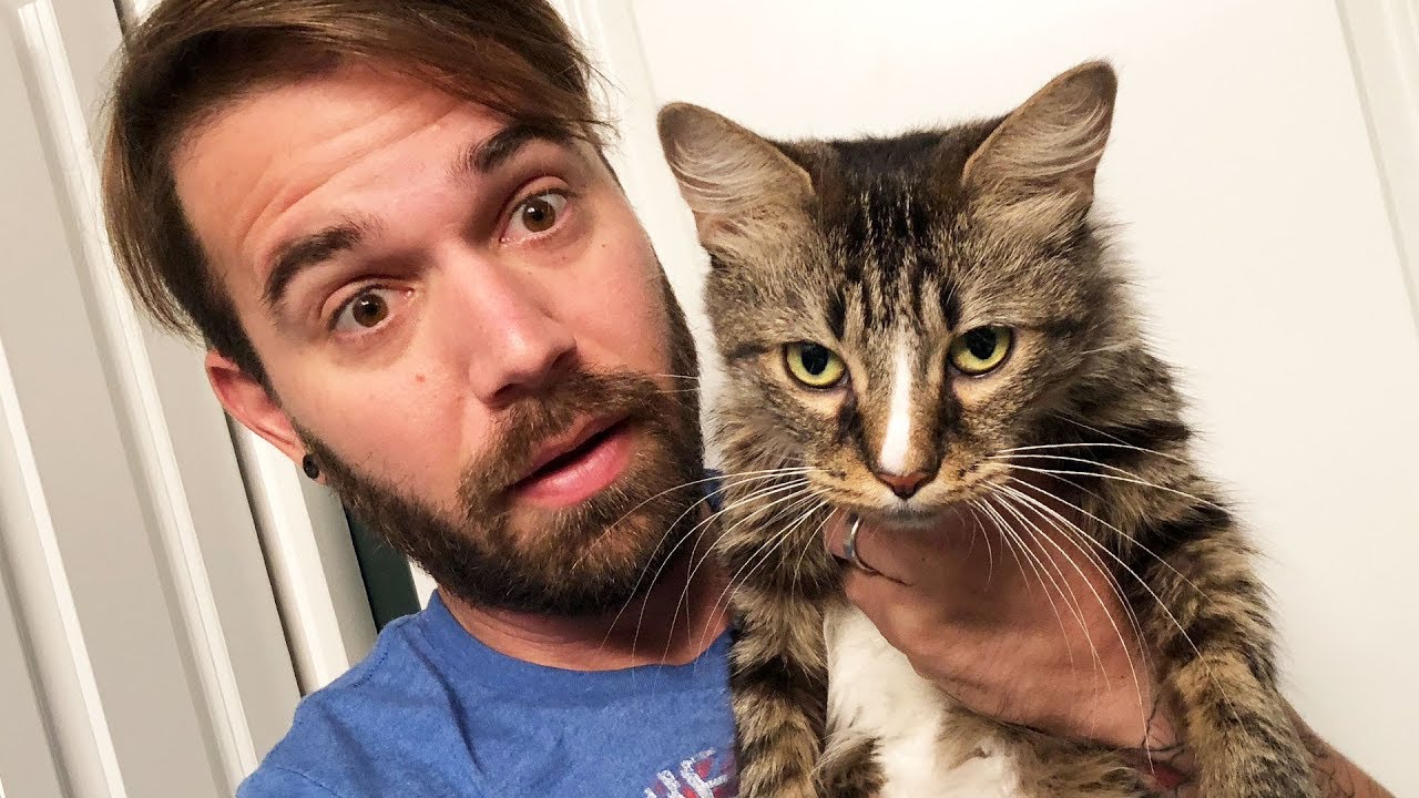 we rescued a new cat