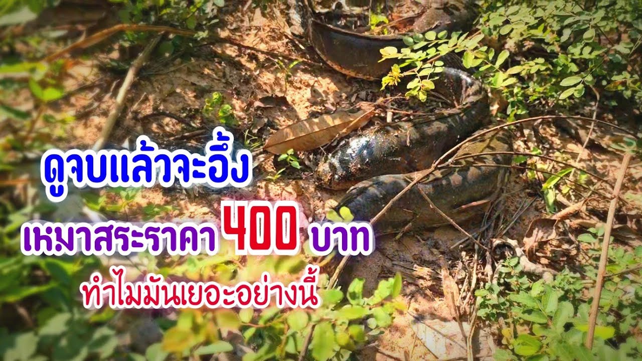 ดูจบแล้วจะอึ้ง เหมาสระขนาดเล็กราคา 400฿ ถึงกับร้อง โอ้โห !!ทำไมมันเยอะอย่างนี้