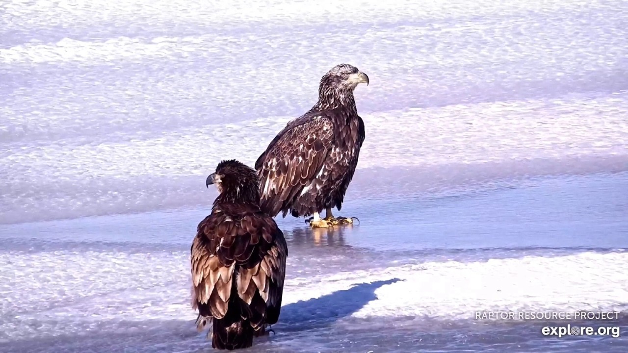 Mississippi River Flyway. Two young eagles - explore.org 02-23-2026