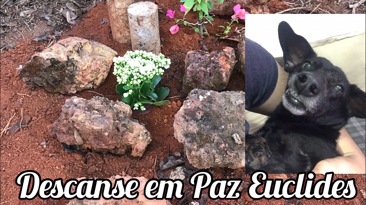 Enterro do meu cachorro