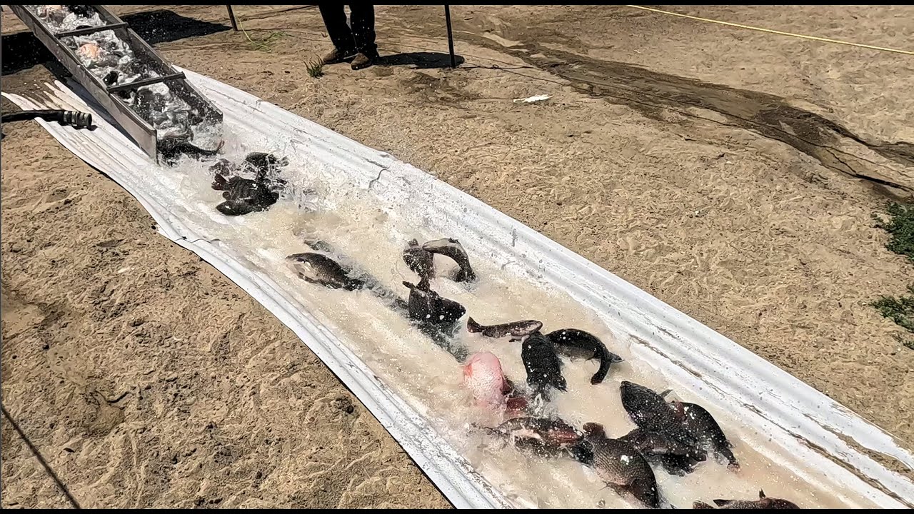 8/21/25 STOCKING THOUSANDS OF IMPERIAL CATFISH & HUGE TILAPIA AT SANTA ANA RIVER LAKES