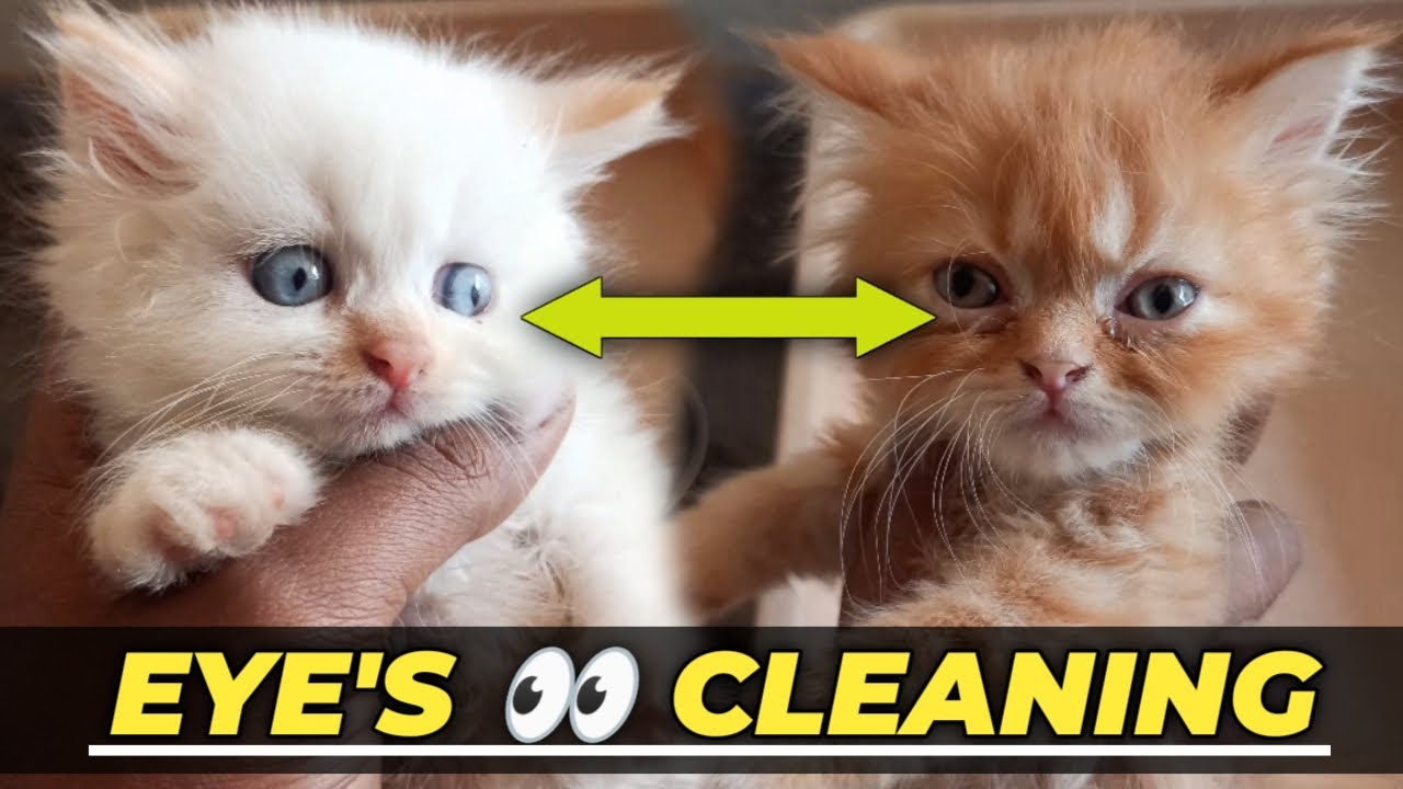 Persian kitten eye cleaning | Persian cat eye cleaning | Persian cat eye problems