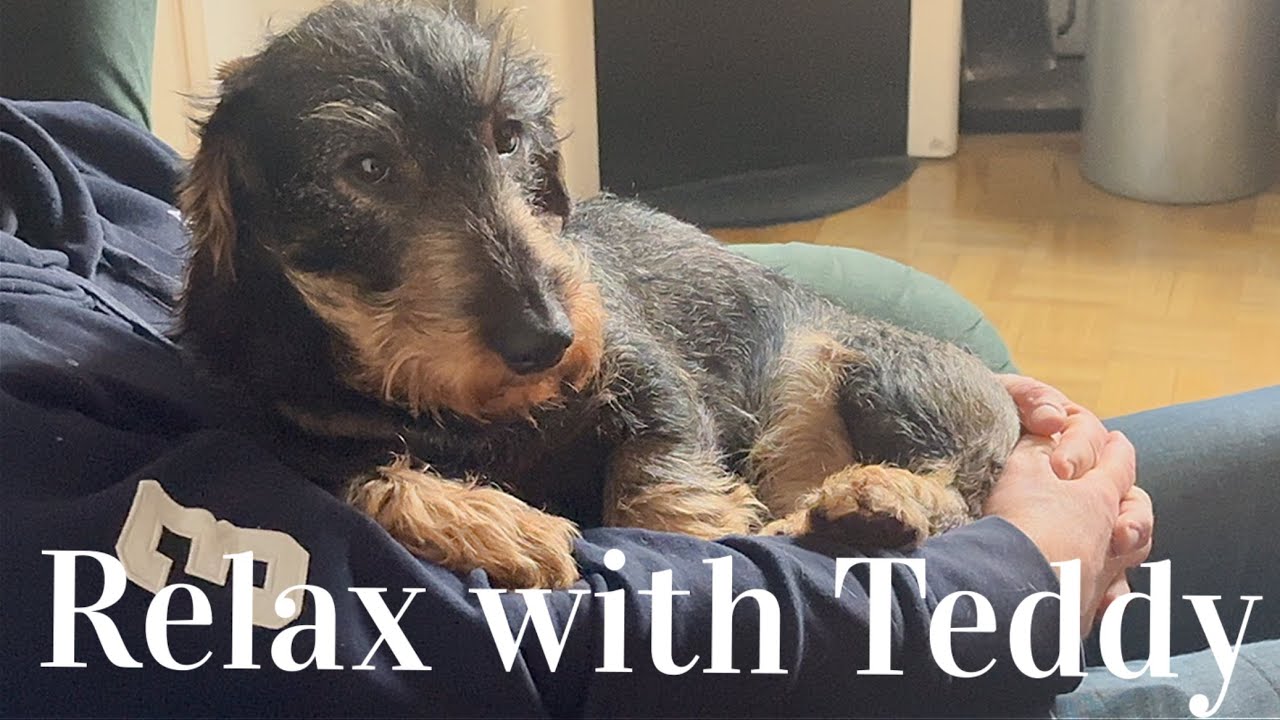 Relax with Teddy the Dachshund – Winter Edition ❄️