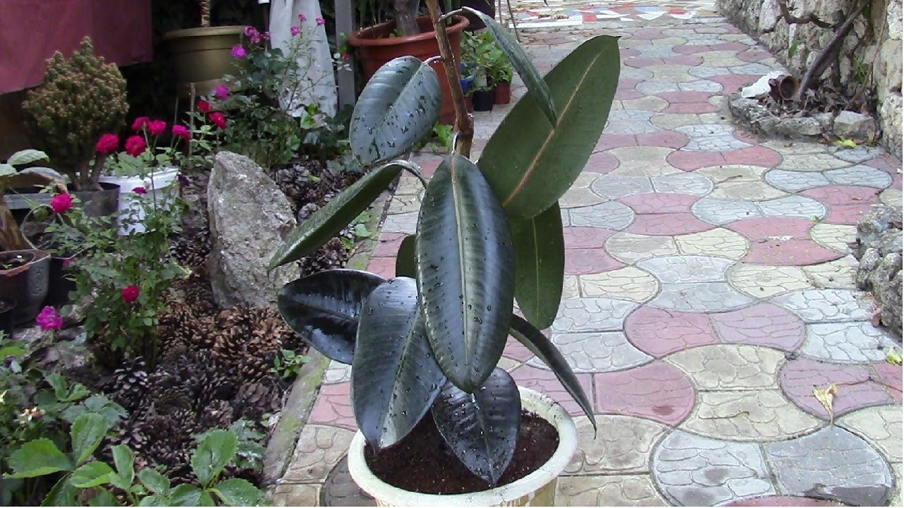 Фикус Робуста получила в подарок!  Провожу эксперимент!